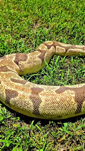 Have You Seen A Ball Python This Big and Not Power Fed?