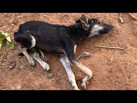 I Haven’t Seen My Dog for a Day 😭🥹and Now It’s Dead | A Heartbreaking True Story |