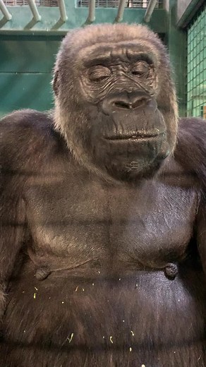 Gorilla House Dinner: Food Eating Mukbang ASMR