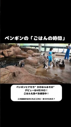4月28日🐧！エリアデビューを記念したイベントを開催🐧 #京都水族館 #ペンギン #癒しの時間 #京都おでかけ #japan #水族館
