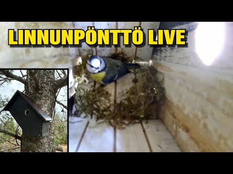 LINNUNPÖNTTÖ LIVE 24/7 - Sinitiainen pesii - BIRD NEST CAM