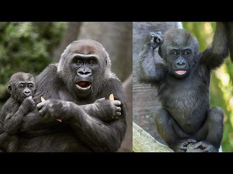 Adorable Gorilla Babies You HAVE to See! | Bronx Zoo’s Growing Family