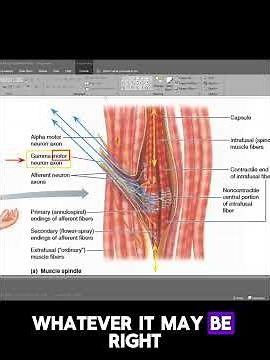 How does MUSCLE SPINDLE actually works? Role of Gamma Efferents - CNS physiology #mbbs