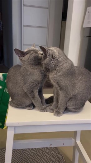 Can’t handle this level of cuteness 😅❤️ #russianblue #bluerussian #russischblau #russischblaukatze #catlife