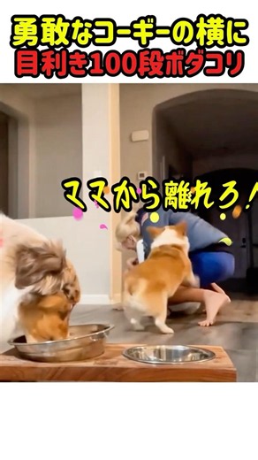 [Hilarious] A brave but silly Corgi next to a Border Collie with 100 levels of judgment! #dog #do...