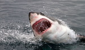 Minden idők legbizarrabb cápás filmjei
