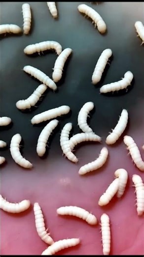 Maggots Hold the KEY to Human Healing