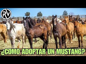 EVERYTHING YOU NEED TO KNOW TO ADOPT A MUSTANG HORSE