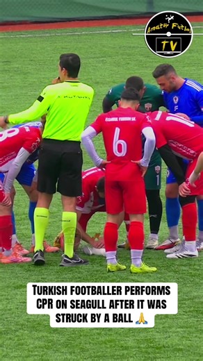 Heroic Footballer Performs CPR on Injured Seagull