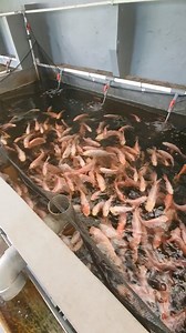 Recirculating Aquaculture System (RAS) is known as an advanced innovation in fish farming that allows full control over the farming environment with minimal water usage. The main strength of this system lies in its filtration component, which serves as the heart of RAS. Through proper and precise filtration processes, water containing ammonia—a toxic substance produced from fish waste—can be treated and restored to a healthy and clean state. #nilakuid #sistemras #budidayaikannila #urbanfarming #