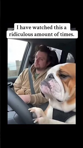 The pups face has me dying 😂😂😂💀#pups #funny #funnydogs #baddriver #oopsie #viral