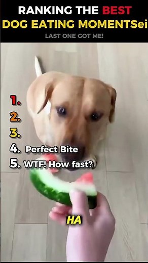 Ranking the Funniest Dog Eating Moments Ever! 🐶😂