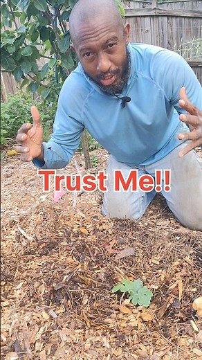 How to Grow Watermelon? #watermelon #GrowingWatermelon #gardening