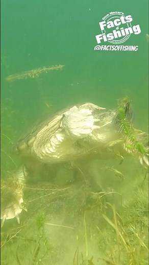 Snapping Turtle Attacks a Jig. #shorts