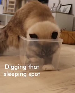 3.1K views · 71 reactions | How to fit in a box: Cat Edition!  | Litter Genie | Facebook