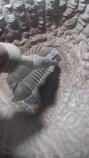 Vertebrate paleontology can calm down. #trilobite #fossil #fossilprep #fossilpreparation #satisfying #weird #curiosity #ancient #prehistoric #paleontology #geology #naturalhistory #nature #deeptime #evolution #extinction #learn #rocks #crystals #deepsea #invertebrate #arthropod #cambrian