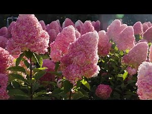 Hydrangea paniculata Living Pink & Rose