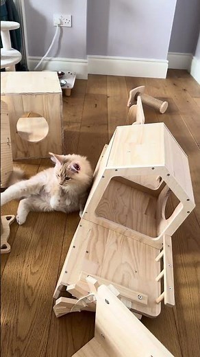 From chaos to cat paradise 🐾 | Cat wall transformation