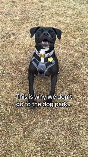 “She’s really friendly, I swear.” “He just gets excited.” “Don’t worry she just wants to play.” “Sorry about that… he forgot his manners.” If you find yourself saying these a little too often, Adolescent Play at Calgary Humane Society can help 🐕‍🦺 This single-session class is designed for dogs 6–18 months who love social play but need help learning how to play appropriately. Through supervised play and trainer guidance, guardians learn what healthy play looks like, how to read body language, a
