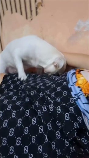 My beloved dog. #dog #shortvideo #viralvideo #youtubeshor