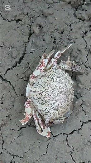 何だ‼️これ‼️❓ 海のカニ🦀❓❓❓ 海から遠いのに❗❗😳😳 猛毒スベスベマンジュウガニ❓❓🤯😱😱💦💦正体不明の不思議な蟹を発見❗❗❗😳✨