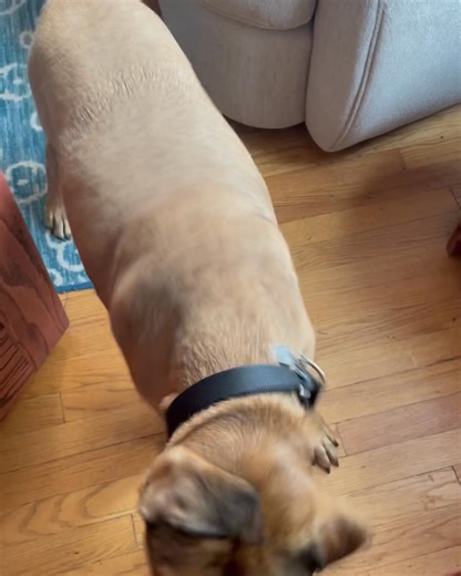 1.3K views | Meet Franny: https://www.pawschicago.org/pet-available-for-adoption/showdog/73131 | PAWS Chicago | Facebook