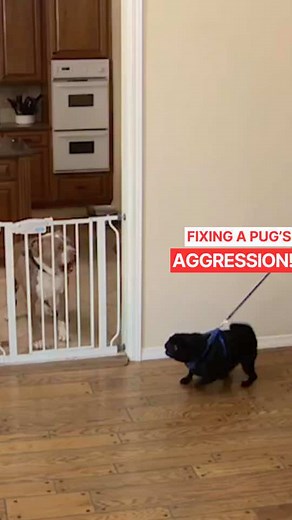 Dealing with an Aggressive Pug: Training Tips for Dog Owners