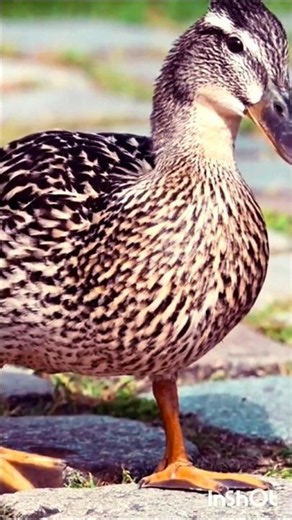 Wild Mallard Duck Feeding: Female Anas Platyrhynchos Exploring Nature and City Park Elements