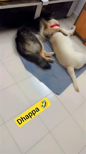 dhappa 🤣....chain se so bhi nahi sakte 😠 #youtubeshorts #germanshepherd #viral #gsd #funnyshorts