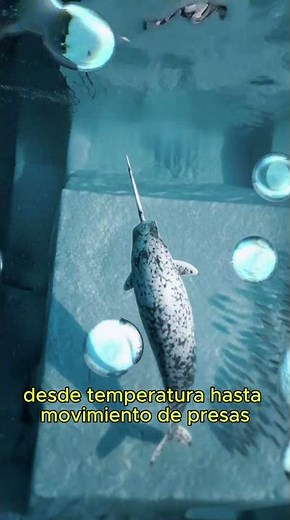 El Narval 🦄🐋: El Misterioso Unicornio del Océano