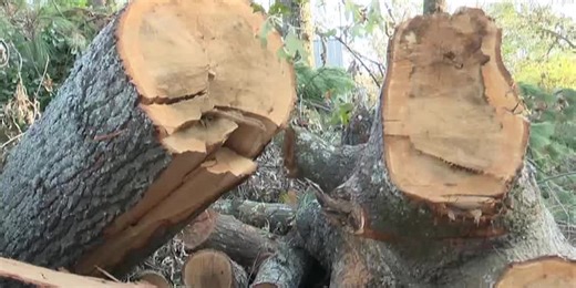 Wisconsin lawmakers introduce bill aimed to revitalize state’s forest industry