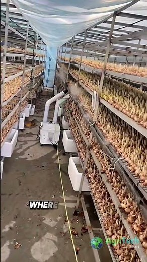 Indoor Saffron Farming | Growing the World’s Most Expensive Spice 🌸 #farming
