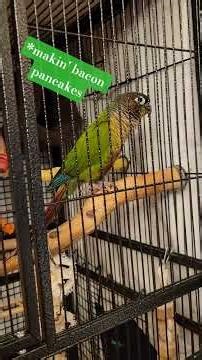 Bacon Pancakes Time 🥓🥞🥒 #funnyanimals #parrot #talkingparrot #birds #conure #pets #cute #birdtricks
