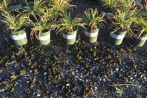 How to identify and manage nostoc in nurseries and greenhouses – Part 1