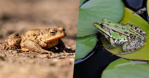 Grenouille ou crapaud : ne faites plus l’erreur
