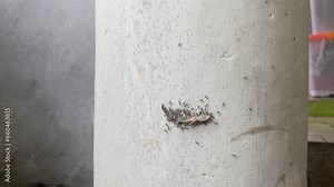 a crowd of ants working together to carry a lizard's carcass.