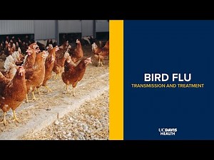 Signs of Avian Influenza (& What to Do About Them)