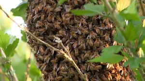 18K views · 516 reactions | Tim finds a bee swarm, learns what it is, and how to go about collecting it to start a new bee box. | Tim Farmer's Country Kitchen | Facebook