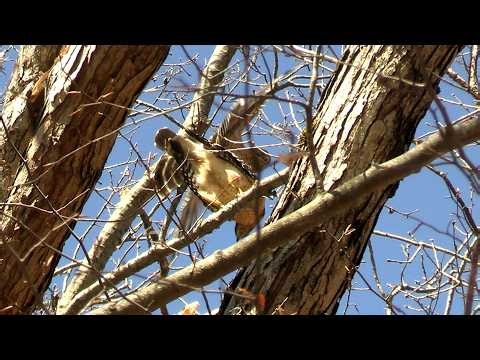 Flocking Grackles, Slug Underwater, Mating Hawks, & Song Sparrow in Late Winter