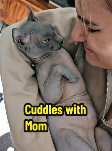 Snuggle Time with My Mom 🐾 #ElfSphynx #SphynxCat #HairlessCat #CatLovers #PetTok #CutePets #SnuggleTime #CatContent #CatLife #InstaCat #TikTokPets #FelineLove #CatVibes #Caturday #catmom