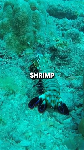 This Animal Sees Colors You Can’t 🌈 #animalsfacts #animals #mantisshrimp #natureanimal #wildbit