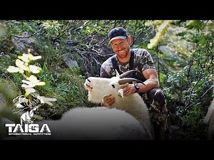 Two Booners! British Columbia Mountain Goat Hunt