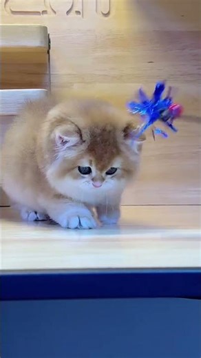 2026 new video cat videos❤#cat #catvideos #meowmeowapp #shortvideo #cute #viral #foryou