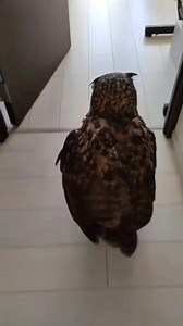 Funny owl 🤣🤣🤣 | Awesome Owls