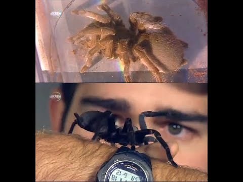 Tarantula Australias King of Spiders