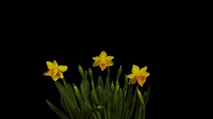 Daffodils, Easter Bells, Flower. Free Stock Video