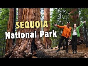Sequoia National Park Itinerary: 2 DAYS of Giant Trees, Wildlife & Must-See Spots