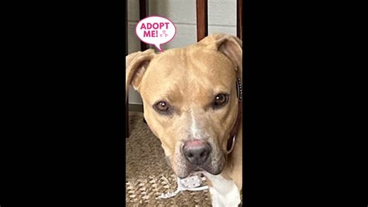 Rehome With Love | Meet Maisie, a three-year-old American Pitbull Terrier/Boxer mix from Cullowhee, NC 🐾! She’s a gentle soul with a golden coat and sweet... | Instagram