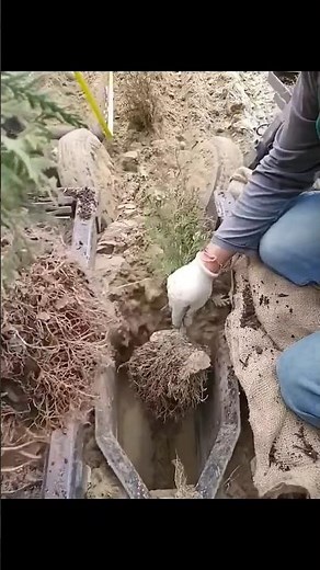 Planting trees with a machine.