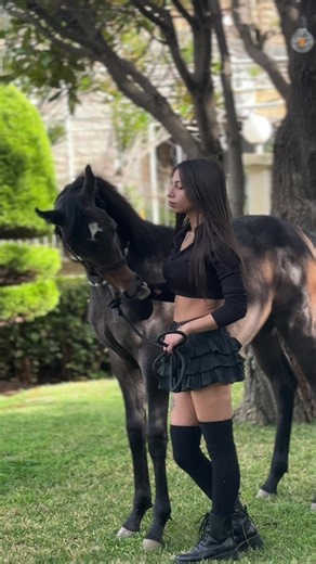 Discover the Charm of Arabian Horses in Lebanon